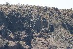 Basaltsäulen an der Küste der Galápagos Insel Baltra