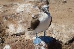 Blaufußtölpel auf der Galápagos Insel Seymour Norte