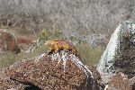 Drusenkopf (Galapagos-Landleguan; Conolophus subcristatus) auf der Isla Seymour Norte