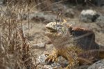 Galapagos-Landleguan (Drusenkopf; Conolophus subcristatus)