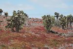 Opuntien und Roter Korallenstrauch (Sesuvium-Mattengeflecht) auf der Isla Plaza Sur