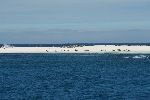 Seelöwen auf der Islote Mosquera