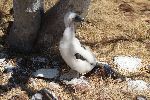 junger Tölpel auf der Galápagos Insel Seymour Norte