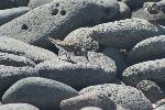 Steinwälzer (Arenaria interpres) auf den Galápagos Insel