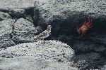 Steinwälzer und Rote Klippenkrabbe auf der Galápagos Inseln Plaza Sur