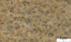 a) Gastropodenoolith-Member: Gastropoden-Oolith ohne Oolide