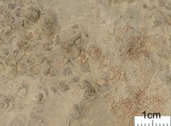 c) Gastropodenoolith-Member: Gastropoden-Oolith mit Ooiden