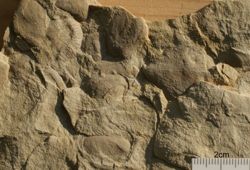 Mazzin-Member: Molluskenansammlung im oberen Mazzin-Member (Aufschluss 9)
