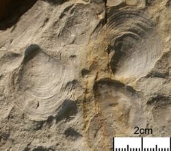 a) Seis-Member: Fossilien der Gattung Claraia (Aufschluss 11)