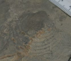b) Seis-Member: Fossilien der Gattung Claraia (Aufschluss 11)