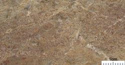 c) Seis-Member: Grainstone mit Gastropoden, Mollusken und Ooiden