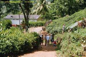 Sri Lanka: Teeplantage