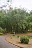 Film 3 Bild 1: Botanischer Garten Kandy  