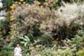Film 3 Bild 4: Botanischer Garten Kandy 