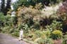 Film 3 Bild 5: Botanischer Garten Kandy 