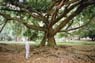 Film 3 Bild 7: Botanischer Garten Kandy Film 3 Bild 7: Botanischer Garten Kandy