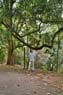 Film 3 Bild 8: Botanischer Garten Kandy 