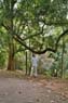 Film 3 Bild 8: Botanischer Garten Kandy Film 3 Bild 8: Botanischer Garten Kandy