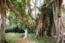 Film 3 Bild 9: Botanischer Garten Kandy Film 3 Bild 9: Botanischer Garten Kandy