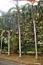 Film 3 Bild 11: Flughundkolonie im Botanischer Garten Kandy 