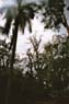 Film 3 Bild 12: Flughundkolonie im Botanischer Garten Kandy 