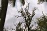 Film 3 Bild 13: Botanischer Garten Kandy  