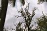Film 3 Bild 13: Botanischer Garten Kandy Film 3 Bild 13: Botanischer Garten Kandy