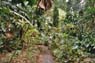 Film 3 Bild 14: Botanischer Garten Kandy 