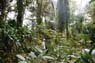 Film 3 Bild 16: Botanischer Garten Kandy 