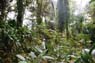 Film 3 Bild 16: Botanischer Garten Kandy Film 3 Bild 16: Botanischer Garten Kandy
