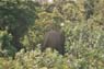 Film 5 Bild 18: wilder Elefant