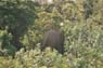 Film 5 Bild 18: wilder Elefant Film 5 Bild 18: wilder Elefant