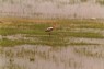 Film 11 Bild 8: Storch (Fahrt von Unawatuna nach Badulla , A2)