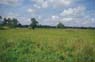 Photo-CD-Kategorie: Reisplantage; Bild 1