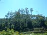 Photo-CD-Kategorie: Reisplantage; Bild 10