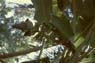 Photo-CD-Kategorie: Pflanzen; Bild 1