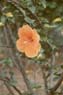 Photo-CD-Kategorie: Pflanzen; Bild 7