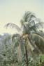 Photo-CD-Kategorie: Pflanzen; Bild 13