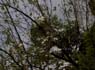 Photo-CD-Kategorie: Baumwollbaum; Bild 3