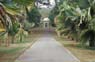 Photo-CD-Kategorie: Botanischergarten Kandy; Bild 2