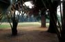 Photo-CD-Kategorie: Botanischergarten Kandy; Bild 3