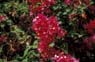 Photo-CD-Kategorie: Botanischergarten Kandy; Bild 7