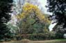 Photo-CD-Kategorie: Botanischergarten Kandy; Bild 11