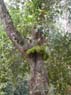Photo-CD-Kategorie: Botanischergarten Kandy; Bild 19