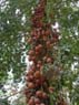 Photo-CD-Kategorie: Botanischergarten Kandy; Bild 20