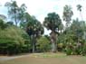 Photo-CD-Kategorie: Botanischergarten Kandy; Bild 50