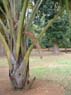 Photo-CD-Kategorie: Botanischergarten Kandy; Bild 54