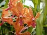 Photo-CD-Kategorie: Orchideen; Bild 1