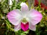 Photo-CD-Kategorie: Orchideen; Bild 2