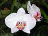 Photo-CD-Kategorie: Orchideen; Bild 3